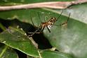 Leucage_granulata_D7699_Z_90_The Gap_Australie